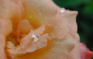 黄色お花雫.jpg